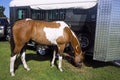 Pony Club Horse Eating Hay Beside Horse Trailer