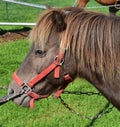 Pony at the county fair Royalty Free Stock Photo