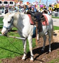 Pony at the county fair Royalty Free Stock Photo