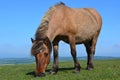 Pony in Dartmoor National Park, Devon Royalty Free Stock Photo