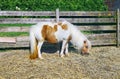 Pony domestic horse