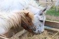 Pony and donkey eating hay together Royalty Free Stock Photo