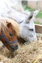 Pony and donkey eating hay together Royalty Free Stock Photo