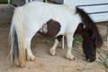 Pony dwarf horse or Miniature horse in stable box stall of animal farm in garden resort for travelers thai guest people travel