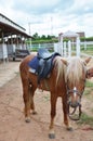 Pony dwarf horse or Miniature horse in stable box stall of animal farm in garden resort for travelers thai guest people travel