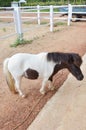 Pony dwarf horse or Miniature horse in stable box stall of animal farm in garden resort for travelers thai guest people travel