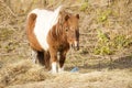 Pony eating hay