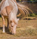 Pony eating straw while flicking its tail