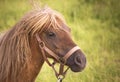 Pony (Equus ferus caballus) female looking scared Royalty Free Stock Photo