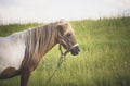 Pony (Equus ferus caballus) in a field