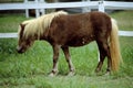 Pony Royalty Free Stock Photo