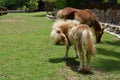 pony in farm