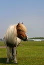 Pony in a field Royalty Free Stock Photo