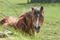 Pony in a field Royalty Free Stock Photo