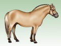 Pony - Fjord breed