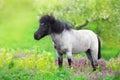 Pony in flowers meadow