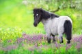 Pony in flowers