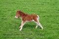 Pony Foal