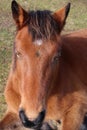 Pony foal close up head shot Royalty Free Stock Photo