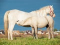 Pony foal eating mom in the pasture. freedom