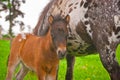 Pony foal