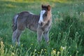 Pony foal