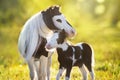 Pony foal with mare