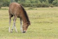 A pony foal in the New Forest Royalty Free Stock Photo