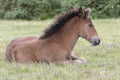 A pony foal in the New Forest Royalty Free Stock Photo