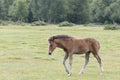 A pony foal in the New Forest Royalty Free Stock Photo