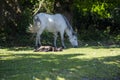 Pony and foal with reflective collar Royalty Free Stock Photo