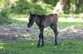 Pony foal walking in the new forest Royalty Free Stock Photo