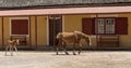 Pony and foal wander through the historic village of Genadenal, Western Cape, S Africa Royalty Free Stock Photo