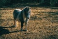 A pony in the forest Royalty Free Stock Photo