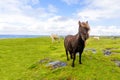 Pony free Irish beach, august 2016