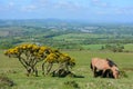 Pony and gorse, Dartmoor National Park, Devon Royalty Free Stock Photo