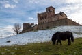 A pony grazes in the garden of the castle of montenovo