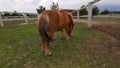 Pony grazing grass in the corral. Rear view of a young bay suit pony chewing grass. Horse stable ranch Royalty Free Stock Photo