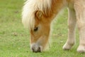 Pony grazing grass on lawn Royalty Free Stock Photo