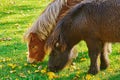 Pony Grazing on a Lown Royalty Free Stock Photo