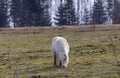 Pony grazing in a pasture on a mountain pass Royalty Free Stock Photo