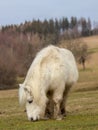 Pony grazing in a pasture on a mountain pass Royalty Free Stock Photo