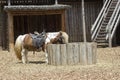 Pony grazing Royalty Free Stock Photo