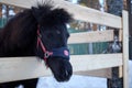 Black pony in a pen with wool. Portrait of a pony closeup in winter season