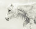 Pony With Handsome Long Mane Royalty Free Stock Photo