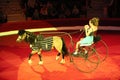 Pony harnessed by a horse carries a trainer woman in circus