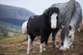 Pony on Hay bluff brecon beacons national park Royalty Free Stock Photo