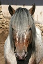 Pony head Royalty Free Stock Photo