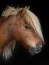 Pony Head Shot Royalty Free Stock Photo