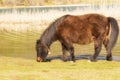 Pony horse eating grass out in the nature at lake Doxa in Greece.